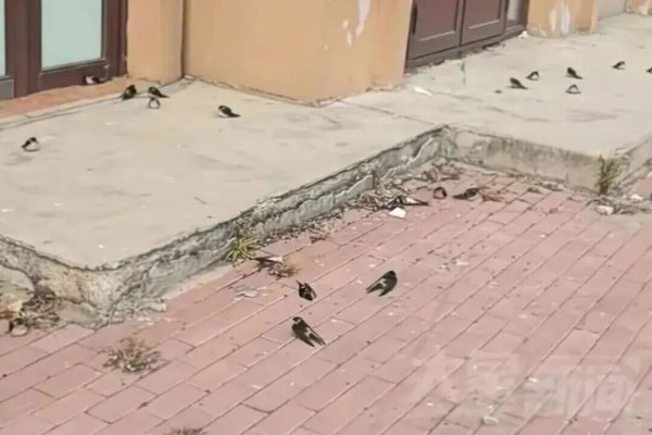 创通网 燕子滞留被冻死，今年秋天怎么乱套了？